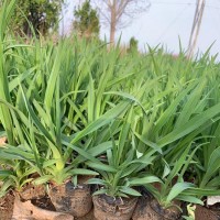 萱草