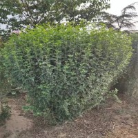 叢生木槿