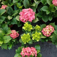 繡球花