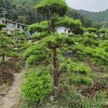 大量供應(yīng)造型羅漢松