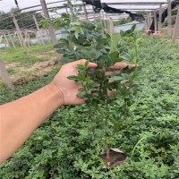 迎春花