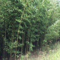 早園竹