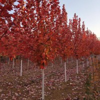 美國紅楓