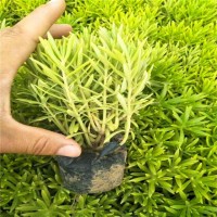 佛甲草