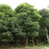 香樟樹