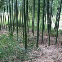 毛竹