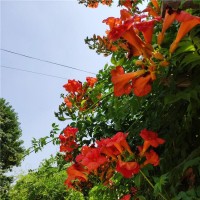 美國凌霄