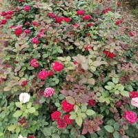 香水月季