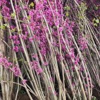 叢生紫荊