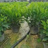 非洲茉莉