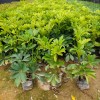 鴨腳木