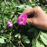 密刺薔薇