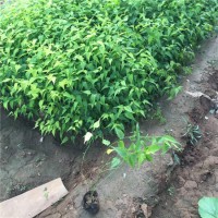 棣棠