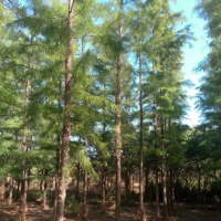 水杉樹