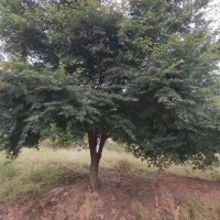 雞爪槭
