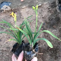 黃花萱草