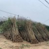 4公分大葉女貞