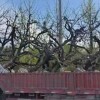 苗圃大量供應(yīng)柿子樹