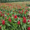 壹枝筆綠葉，紅葉