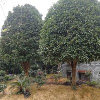 桂花樹