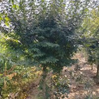 雞爪槭12公分