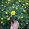 北海道，草花，苗木‘