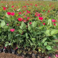 豐花月季
