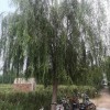 青垂