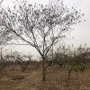 供應(yīng)15公分合歡