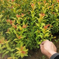 金山繡線菊