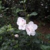 叢生木槿