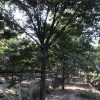 櫸樹