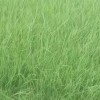 四季青，果嶺草