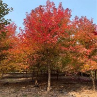 美國(guó)紅楓