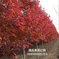 美國紅楓紅點