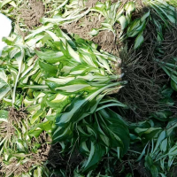 花葉玉簪