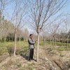 染井吉野櫻花
