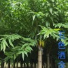 出售五色灑金碧桃