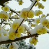 出售叢生臘梅