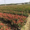 紅葉石楠大杯苗