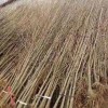 銀杏