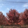 美國紅楓
