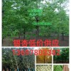 美國紅楓