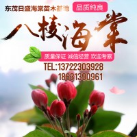 八棱海棠精品