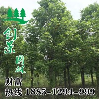 鵝掌楸