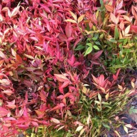 紅天竹