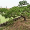 造型黑松