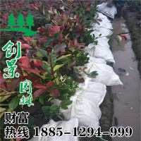 紅葉石楠苗