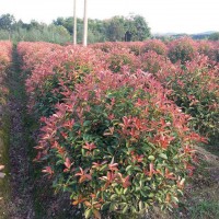 紅葉石楠球