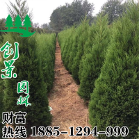 圓柏樹